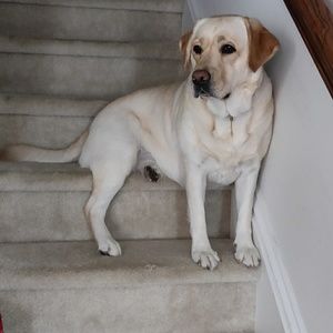 Meet your Posher, Loukas